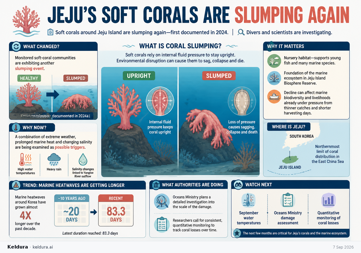 Visual Cheatsheet Version A for Jeju’s Soft Corals Are Slumping Again. Full text follows for assistive technology.