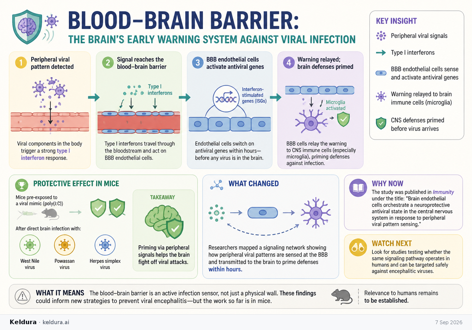 Visual Cheatsheet Version A for Blood-brain barrier may give the brain early warning of viral infection. Full text follows for assistive technology.